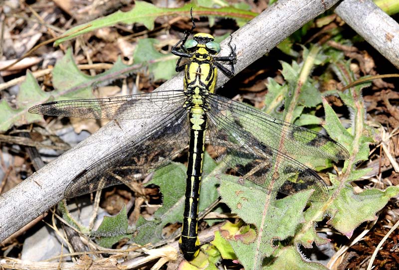 Gomphus vulgatissimus?